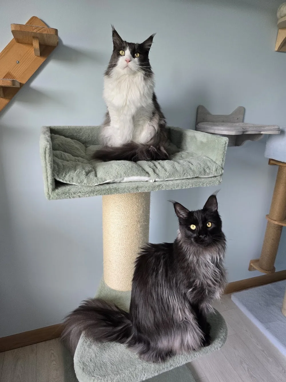 Au Paradis du Chat - Pension Féline - Normandie pet otel görseli 3