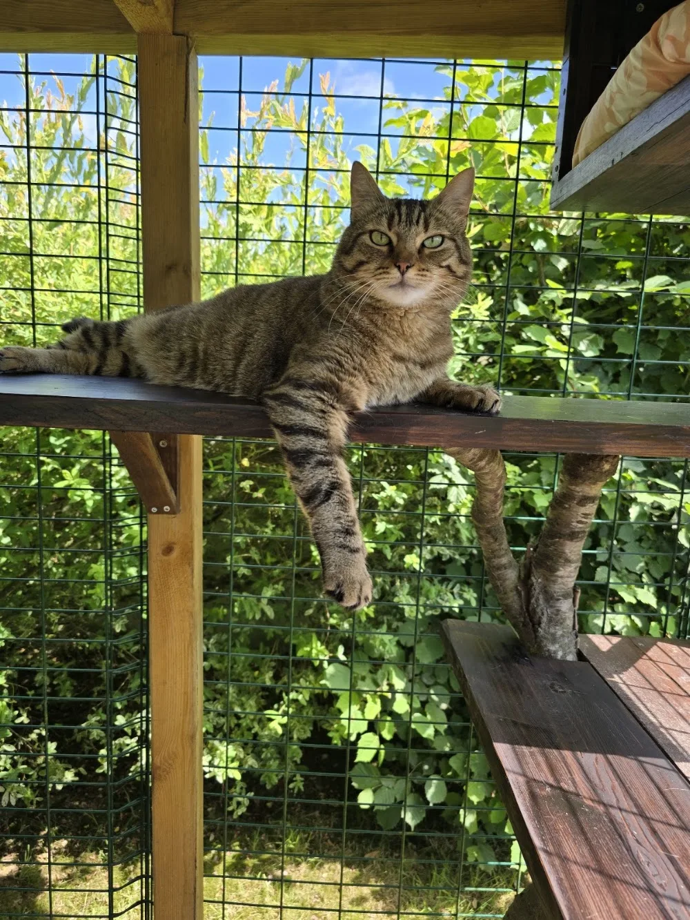 Au Paradis du Chat - Pension Féline - Normandie pet otel görseli 6