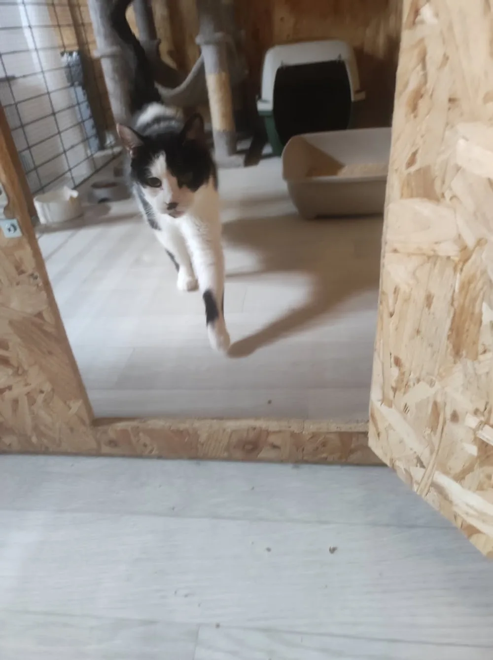 Fleur'&compagnie, pension pour chien et chat, pension pour chats, pension pour chiens. - Normandie pet otel