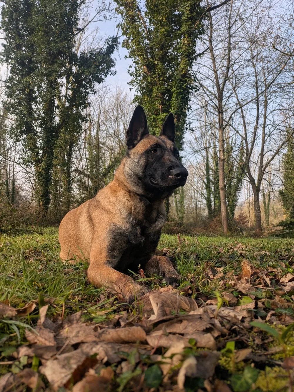 Passion Chien - Normandie pet otel görseli 3