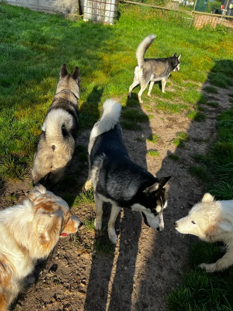 Pension Canine Le Lagon d'Ambre - Normandie pet otel görseli 3