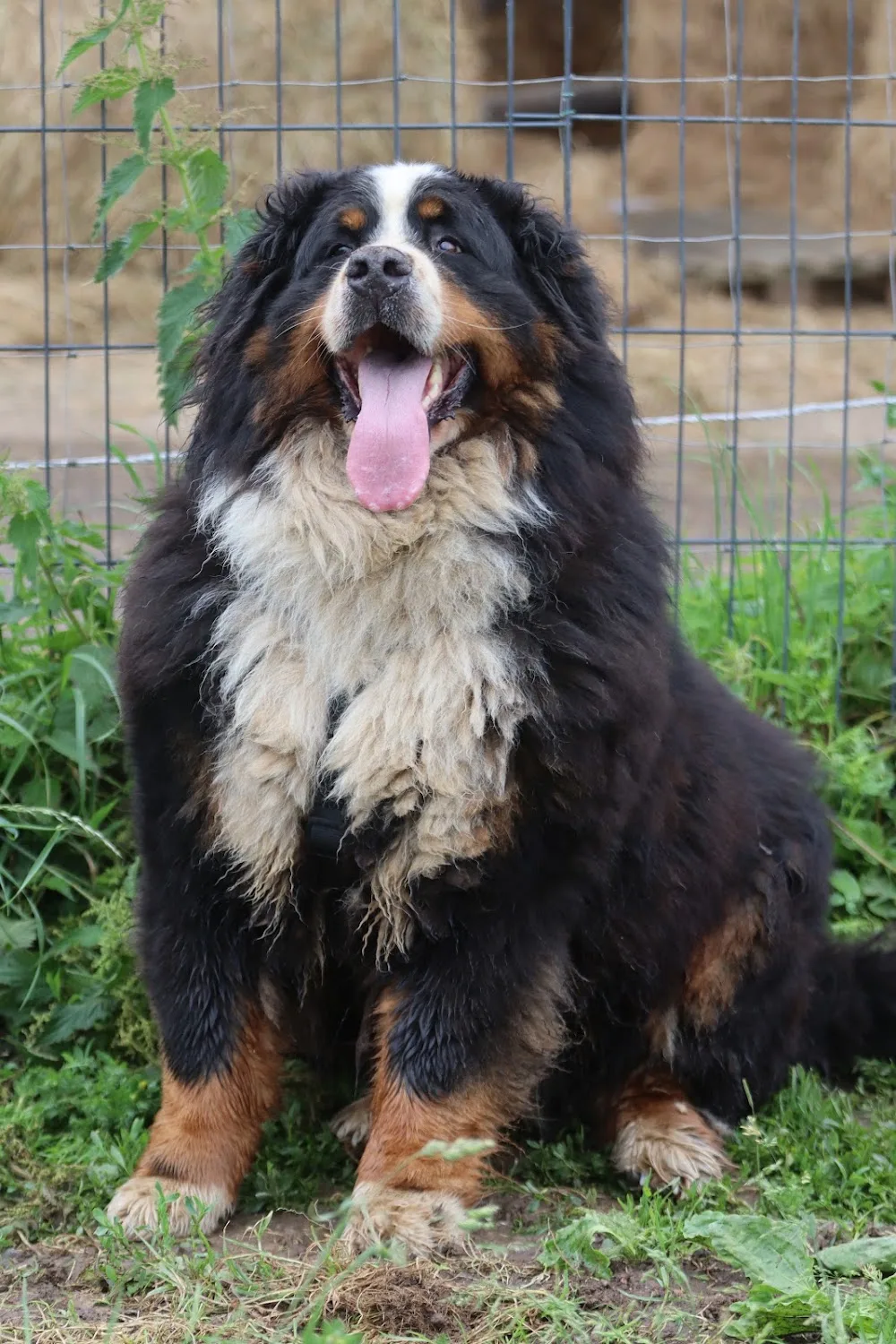 Teddy Geffroy - Education & pension canine - Normandie pet otel görseli 3