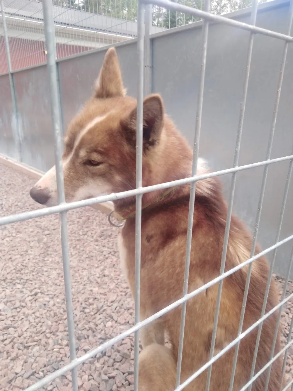 Binagårdens Hund- & Kattpensionat - Norrbotten pet otel görseli 3