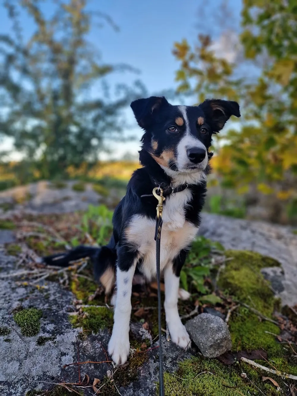 Hardstyles Hundtjänst Kennel, Kurser & Hunddagis / pensionat - Norrbotten pet otel görseli 3