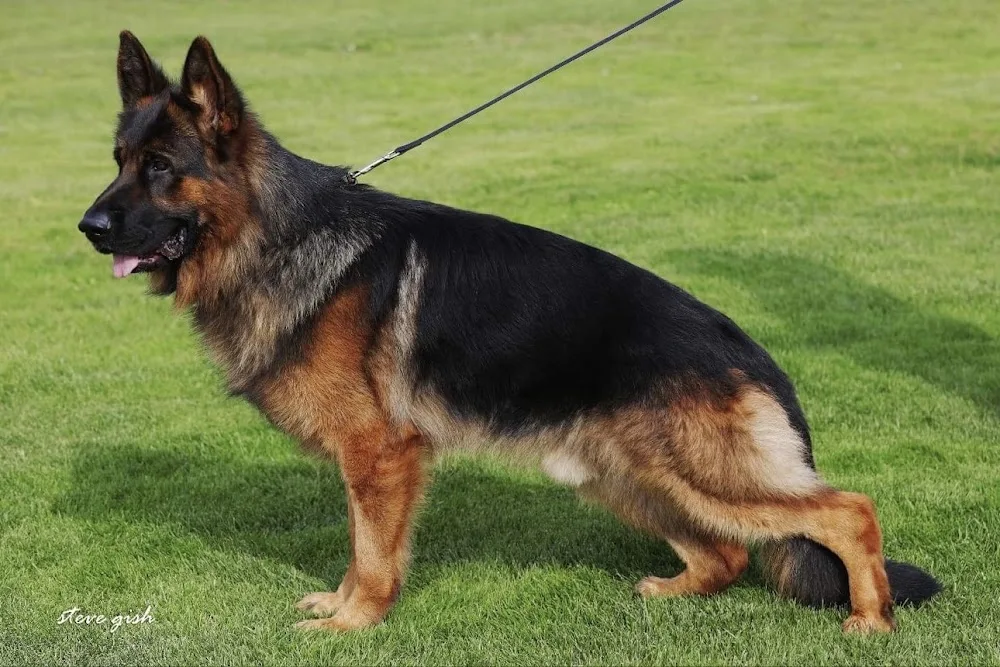 Kennel Superioue's - Norrbotten pet otel