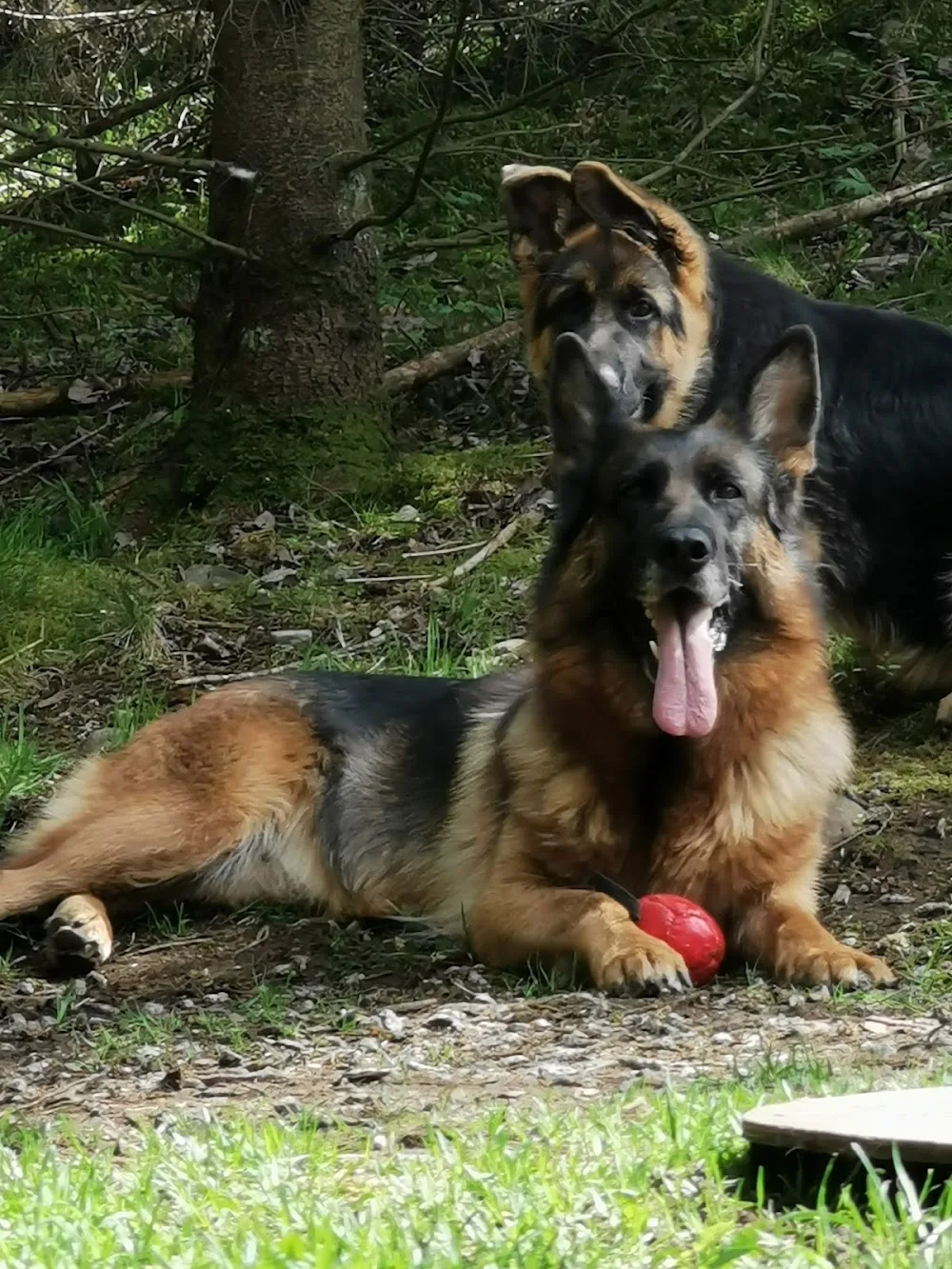 Kennel Superioue's - Norrbotten pet otel görseli 3