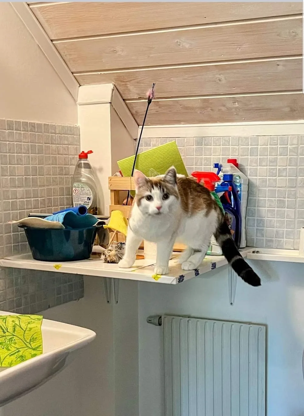 Vistbacka Kattpensionat - Norrbotten pet otel