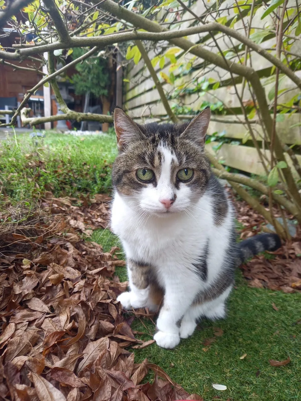 Catitude kattenoppas aan huis Hilvarenbeek - North Brabant pet otel