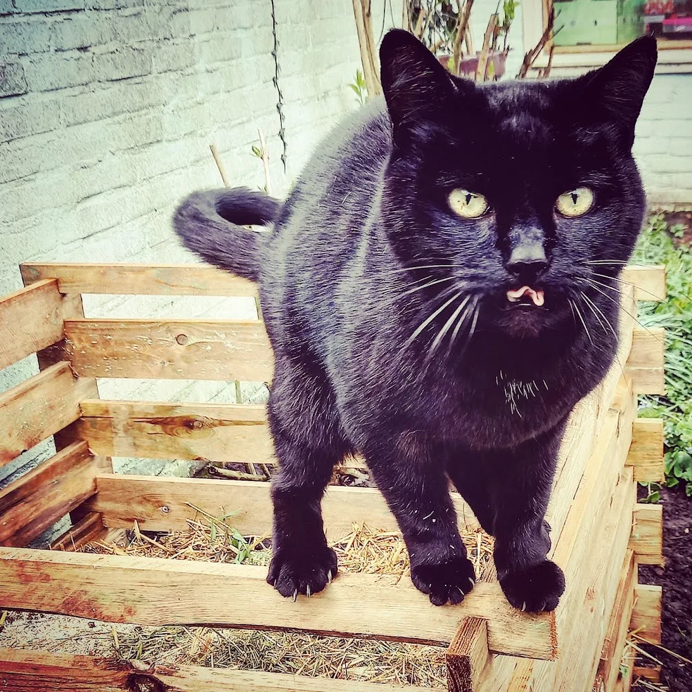 Catitude kattenoppas aan huis Hilvarenbeek - North Brabant pet otel görseli 3