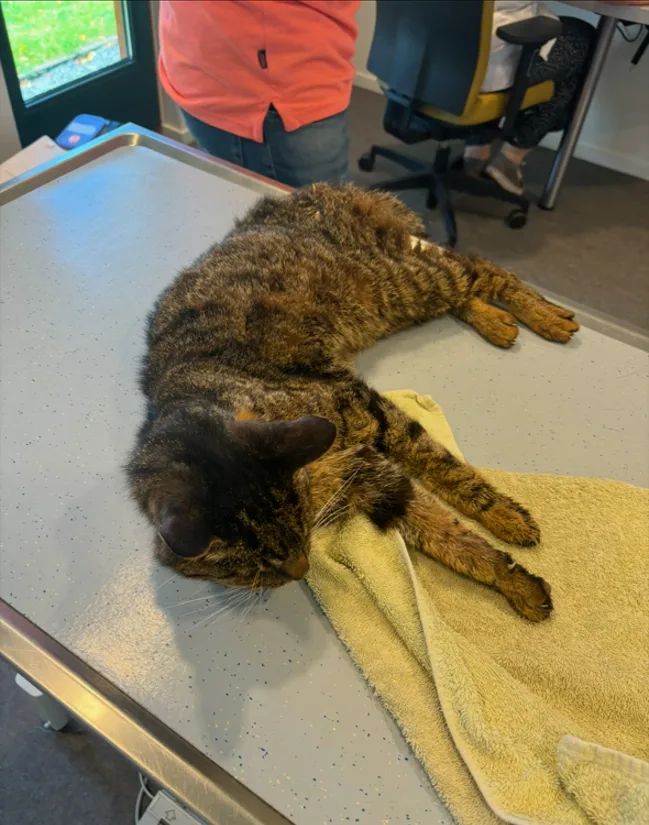 De Kattenboerderij Slijk-Ewijk - North Brabant pet otel