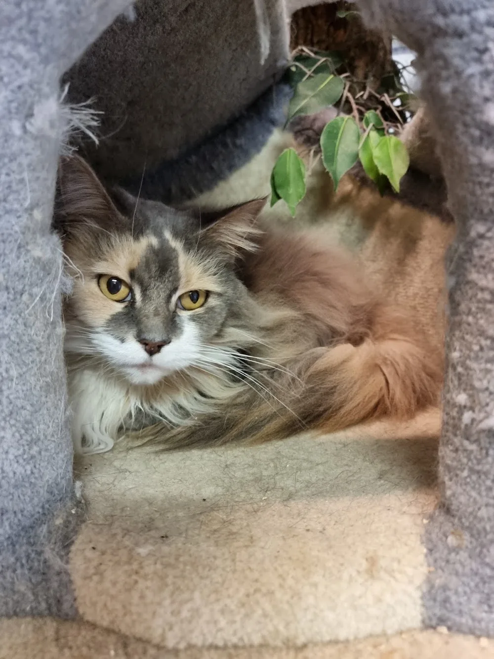 De Kattenboerderij Slijk-Ewijk - North Brabant pet otel görseli 3