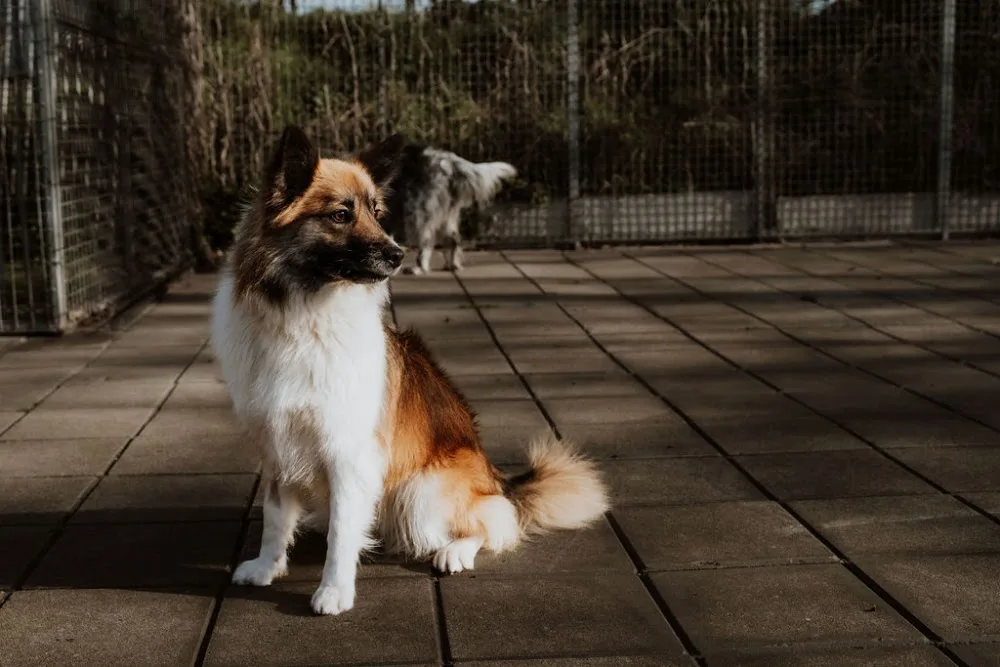 Dierenhotel Alert B.V. - North Brabant pet otel