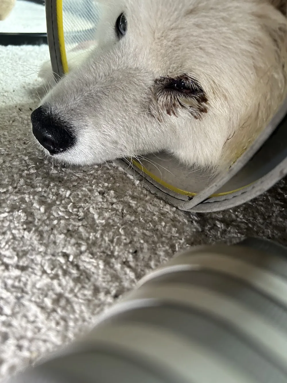 Dierenpension De Wildert - North Brabant pet otel
