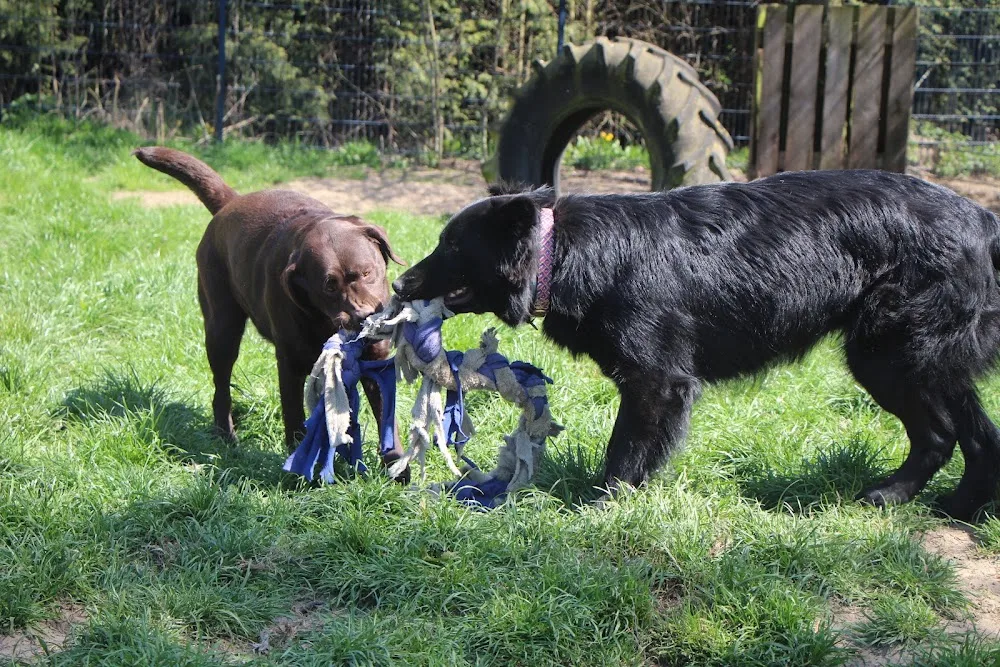 Dierenpension Olieke - North Brabant pet otel görseli 3