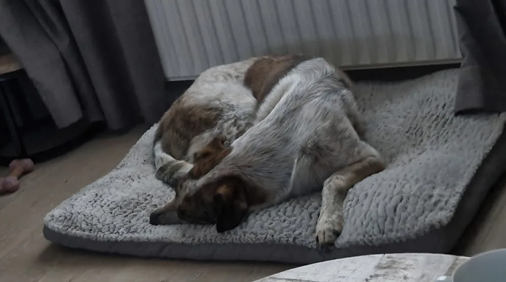 Dierenpension Oosterhout - North Brabant pet otel