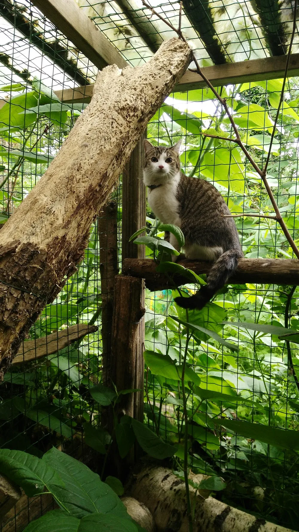 Dierenpension 't Heike - North Brabant pet otel
