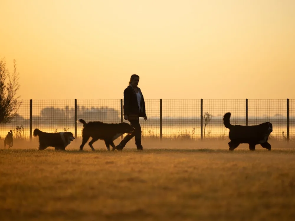 Doggywonderland - North Brabant pet otel