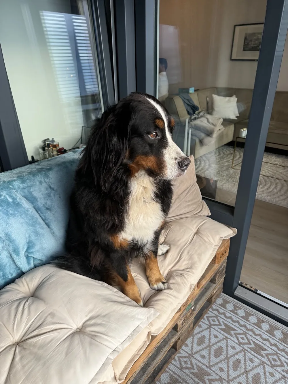 DogWorld Pension - North Brabant pet otel görseli 3