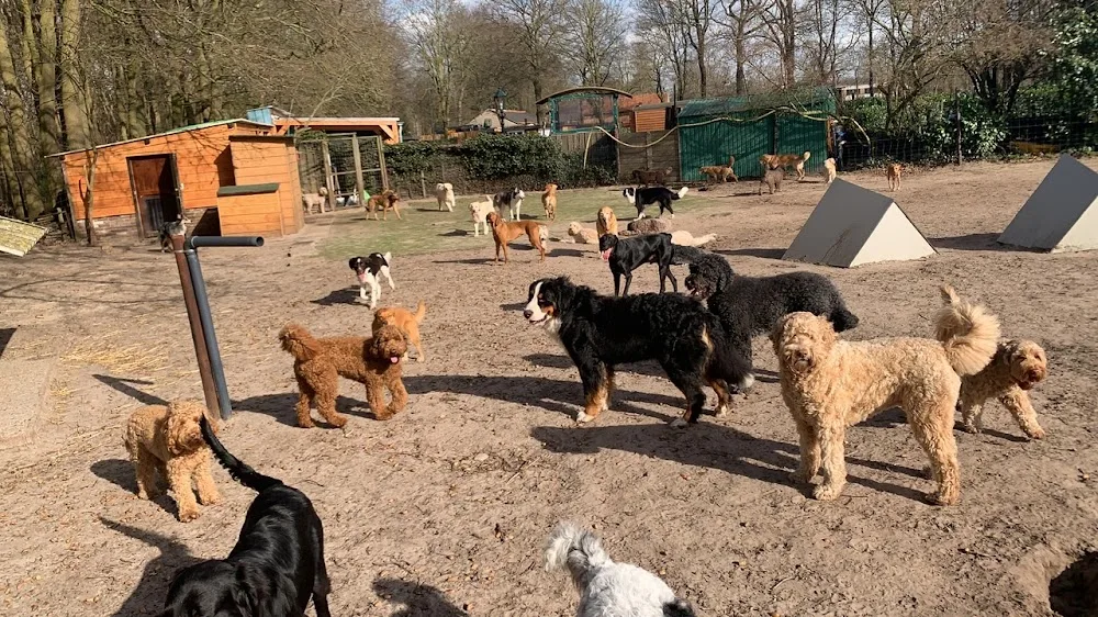 Hondendagopvang De Kleine Erve - North Brabant pet otel