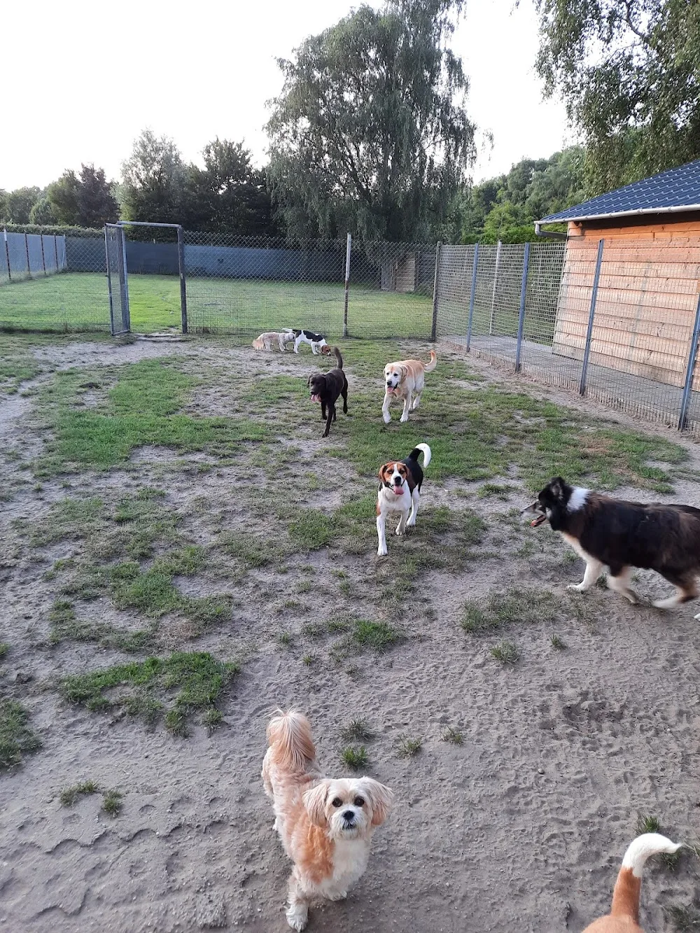 Hondenpension Van Schijndel - North Brabant pet otel görseli 3