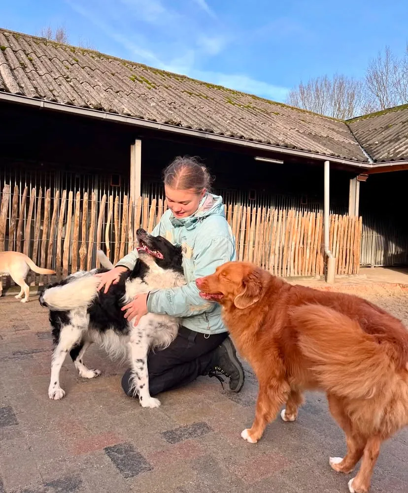 Hondenpension Vessem - North Brabant pet otel görseli 2