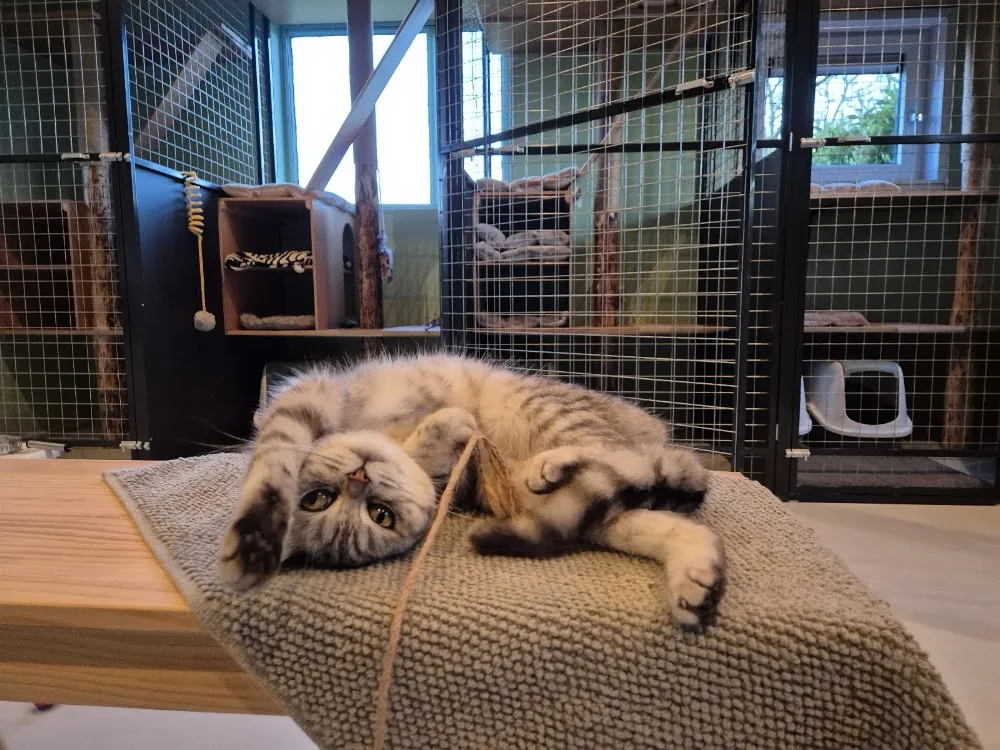 Kattenhotel Achtmaal - North Brabant pet otel