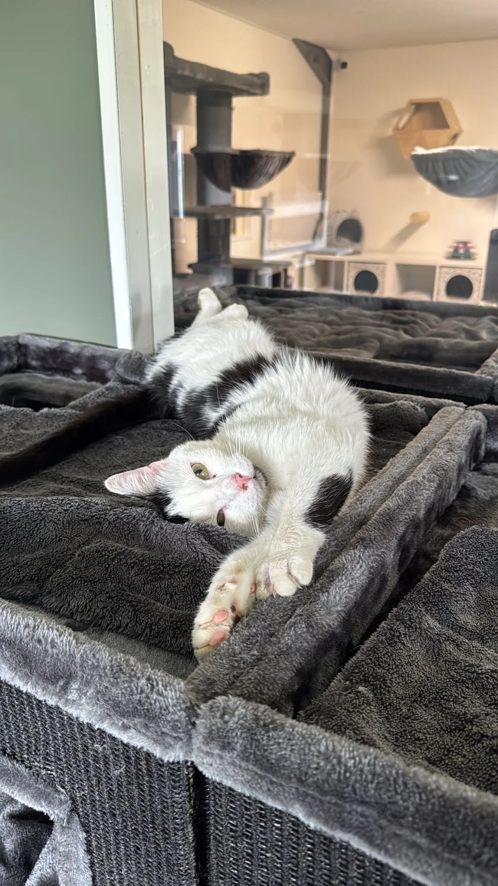 Kattenhotel Noortje - North Brabant pet otel görseli 3