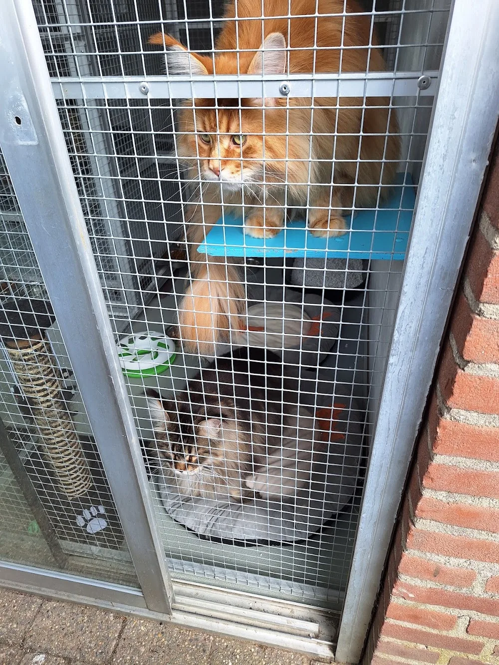 Kattenpension "'t Sloothof" - North Brabant pet otel görseli 2