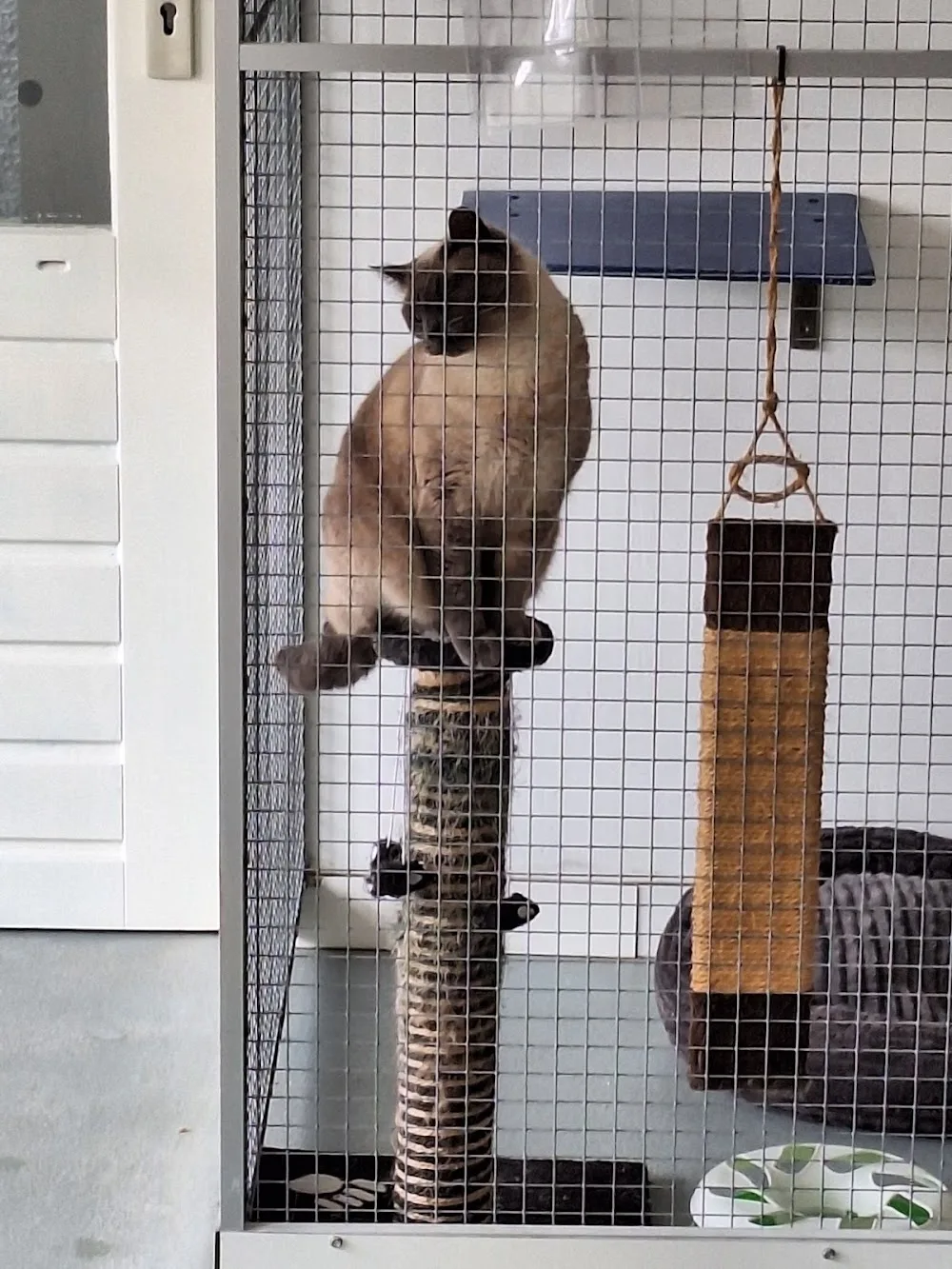 Kattenpension "'t Sloothof" - North Brabant pet otel görseli 3