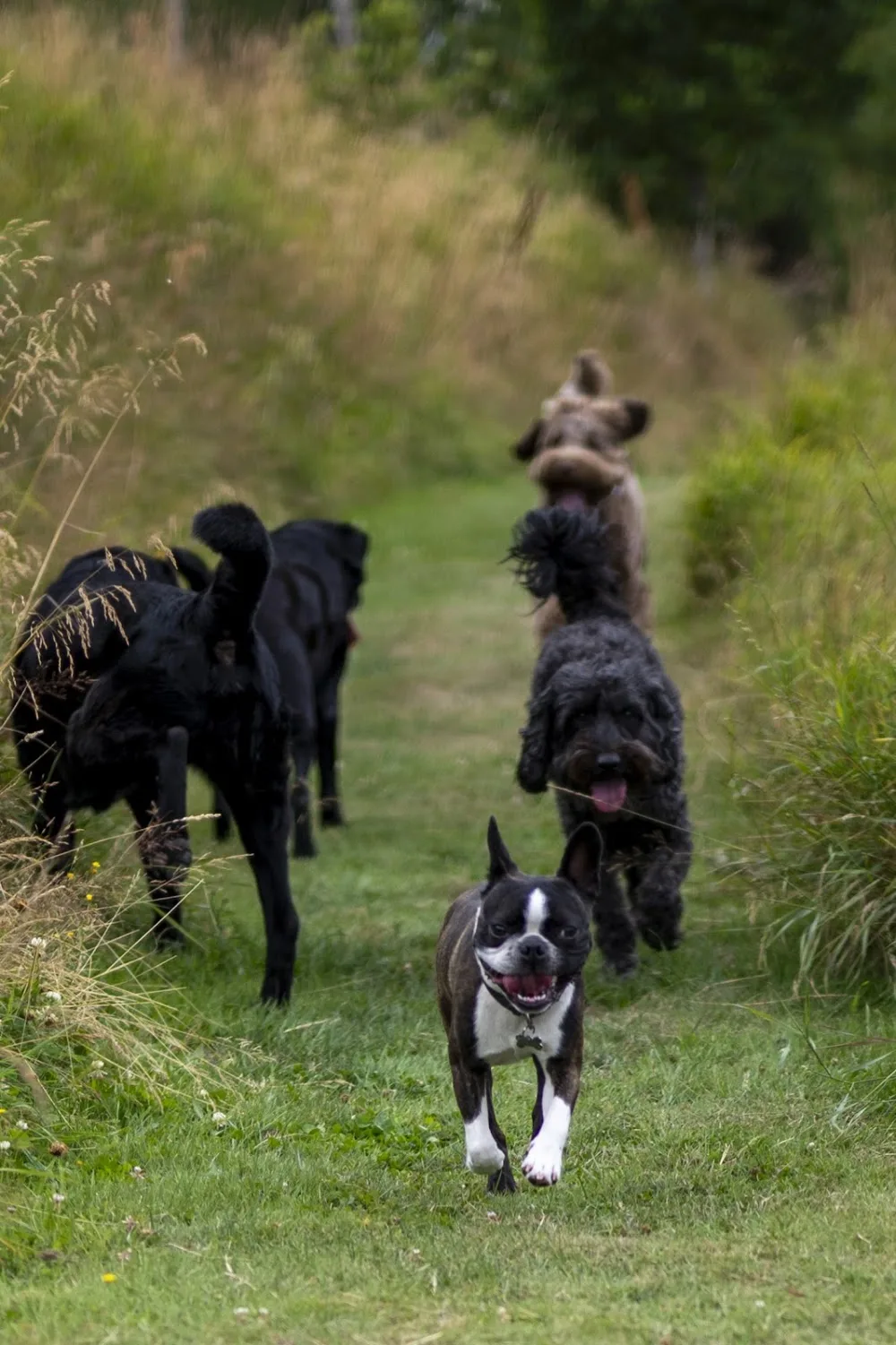 Aalborg Hundehotel - North Denmark pet otel görseli 3