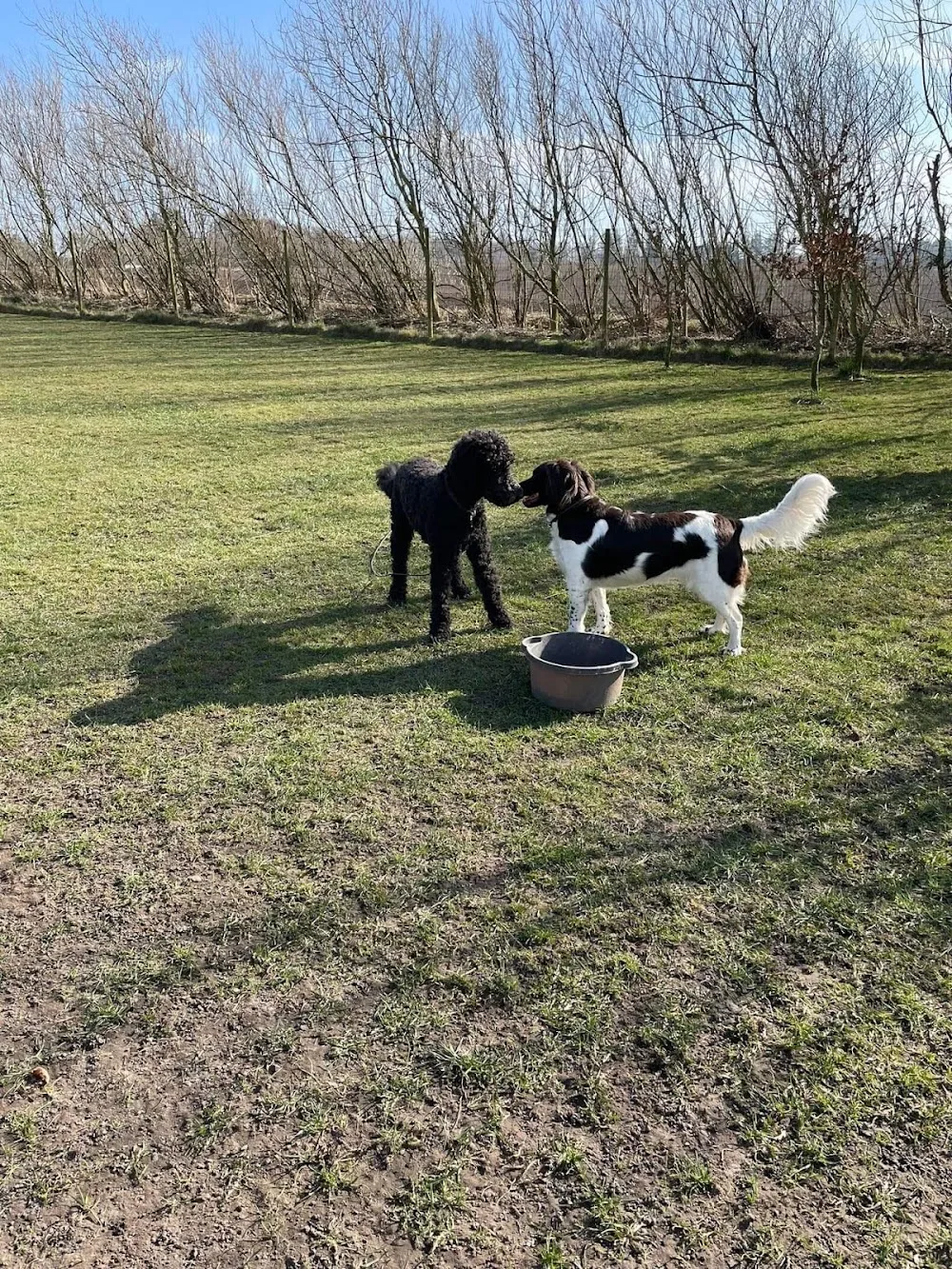 Den Lille Hundepension - North Denmark pet otel