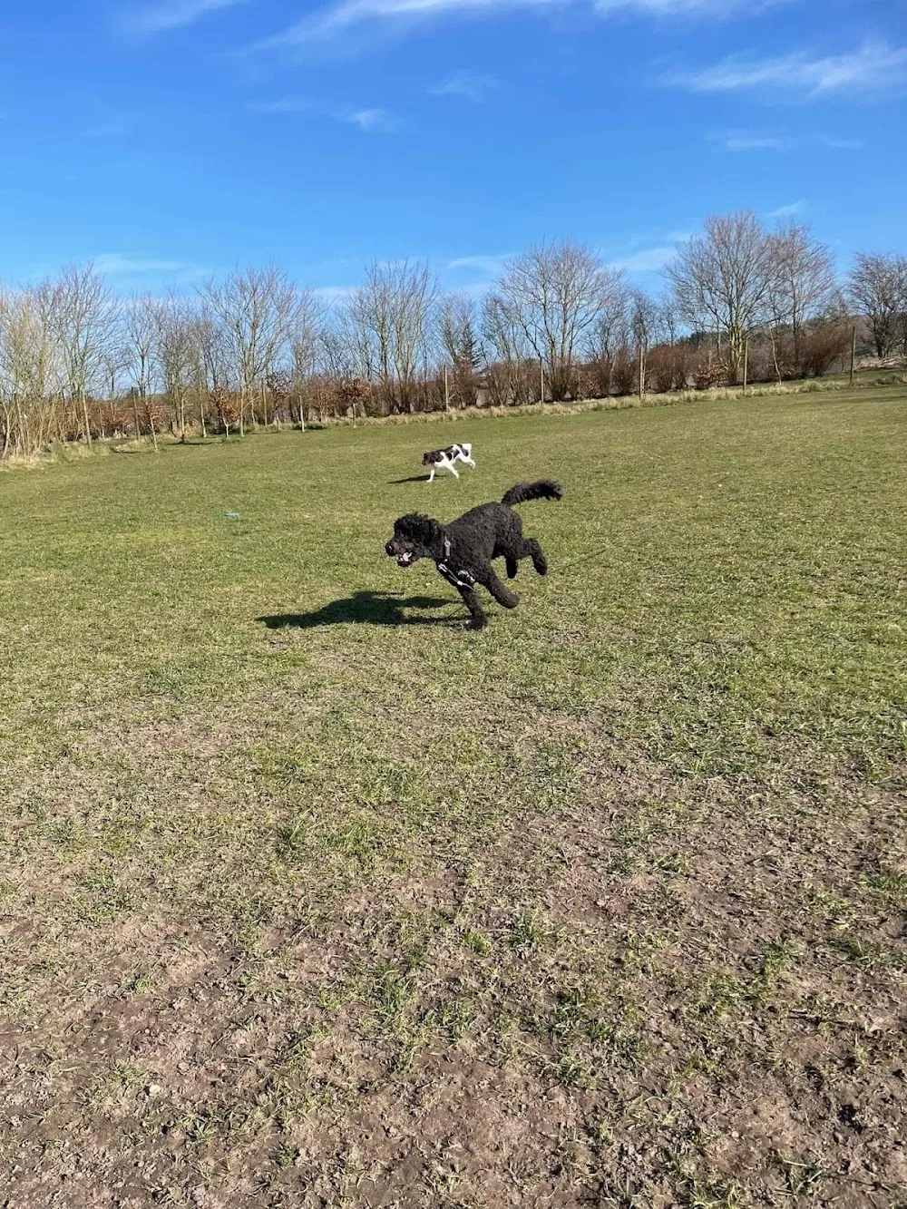 Den Lille Hundepension - North Denmark pet otel görseli 3