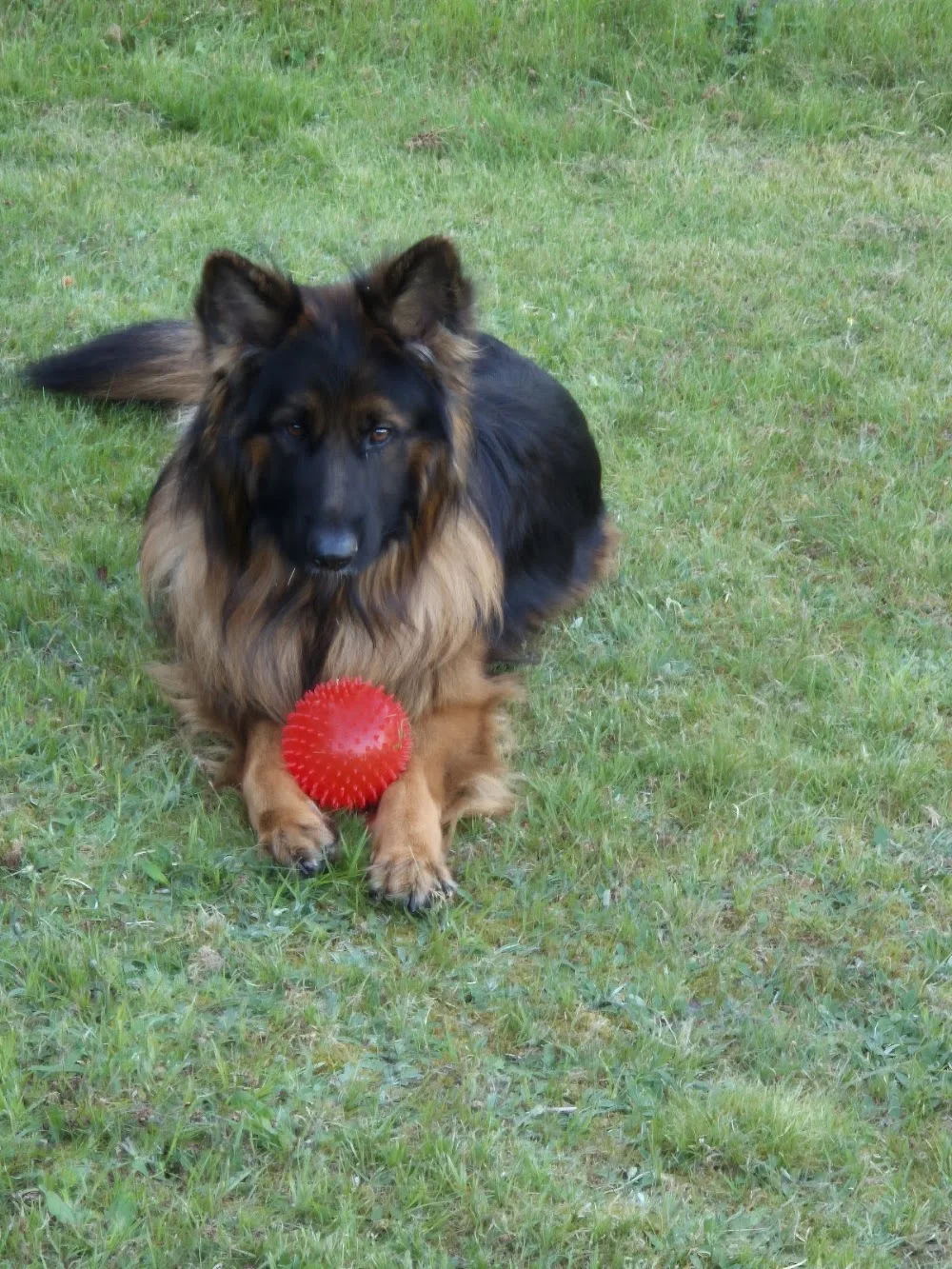 Elmelundens Hundepension - North Denmark pet otel