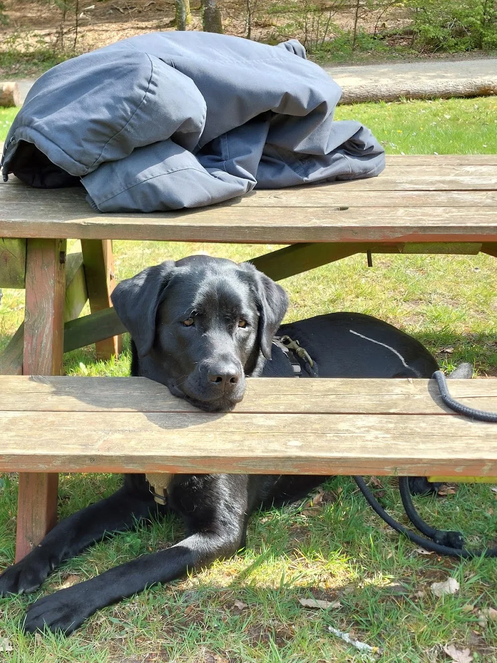 Elmelundens Hundepension - North Denmark pet otel görseli 3