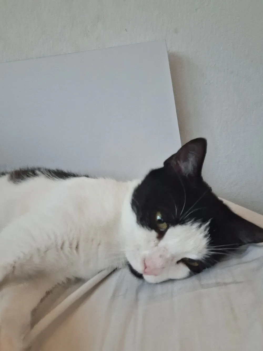 Kattehjemmet Bæklund - North Denmark pet otel görseli 2