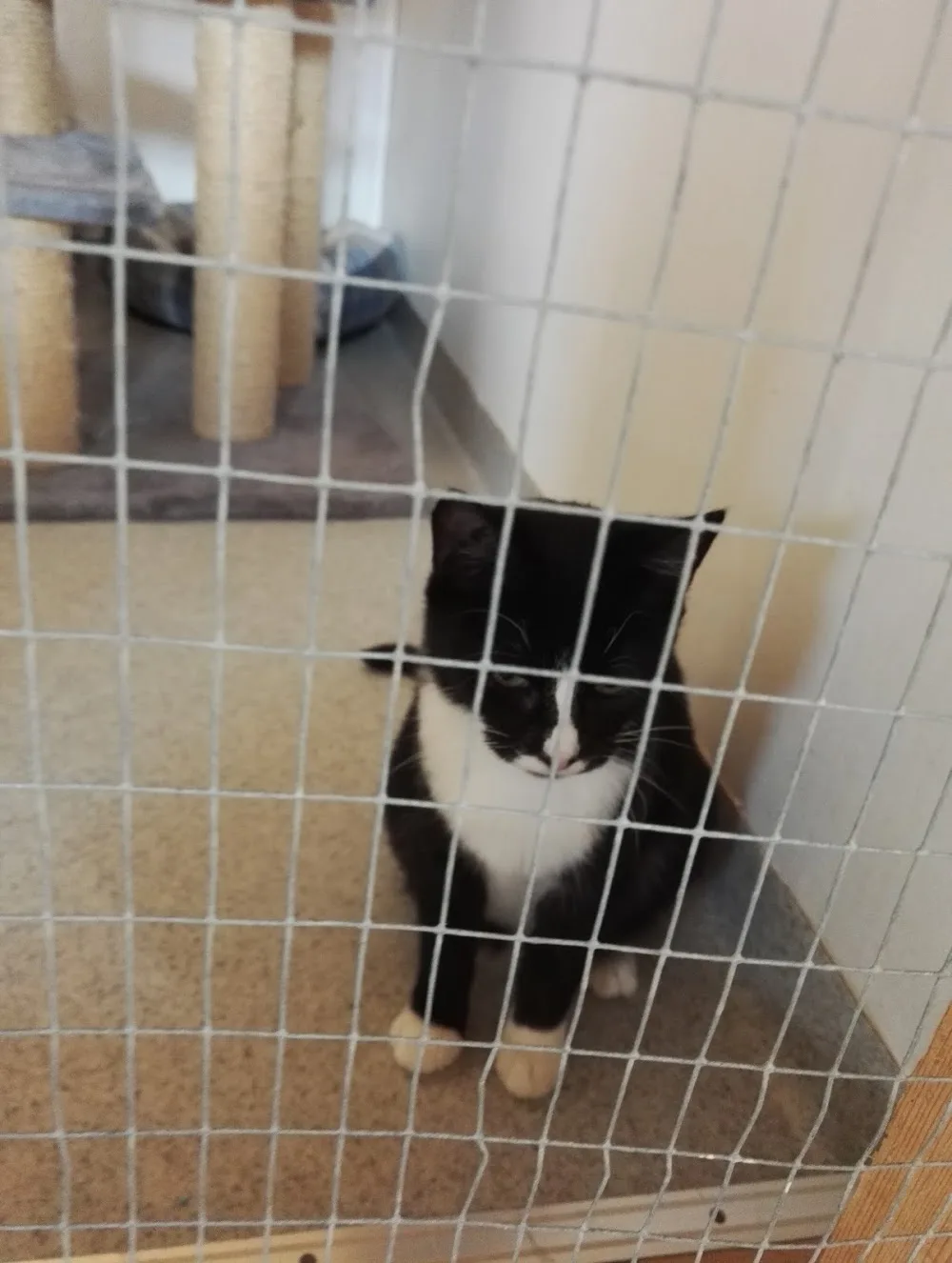 Kattehjemmet Bæklund - North Denmark pet otel görseli 3