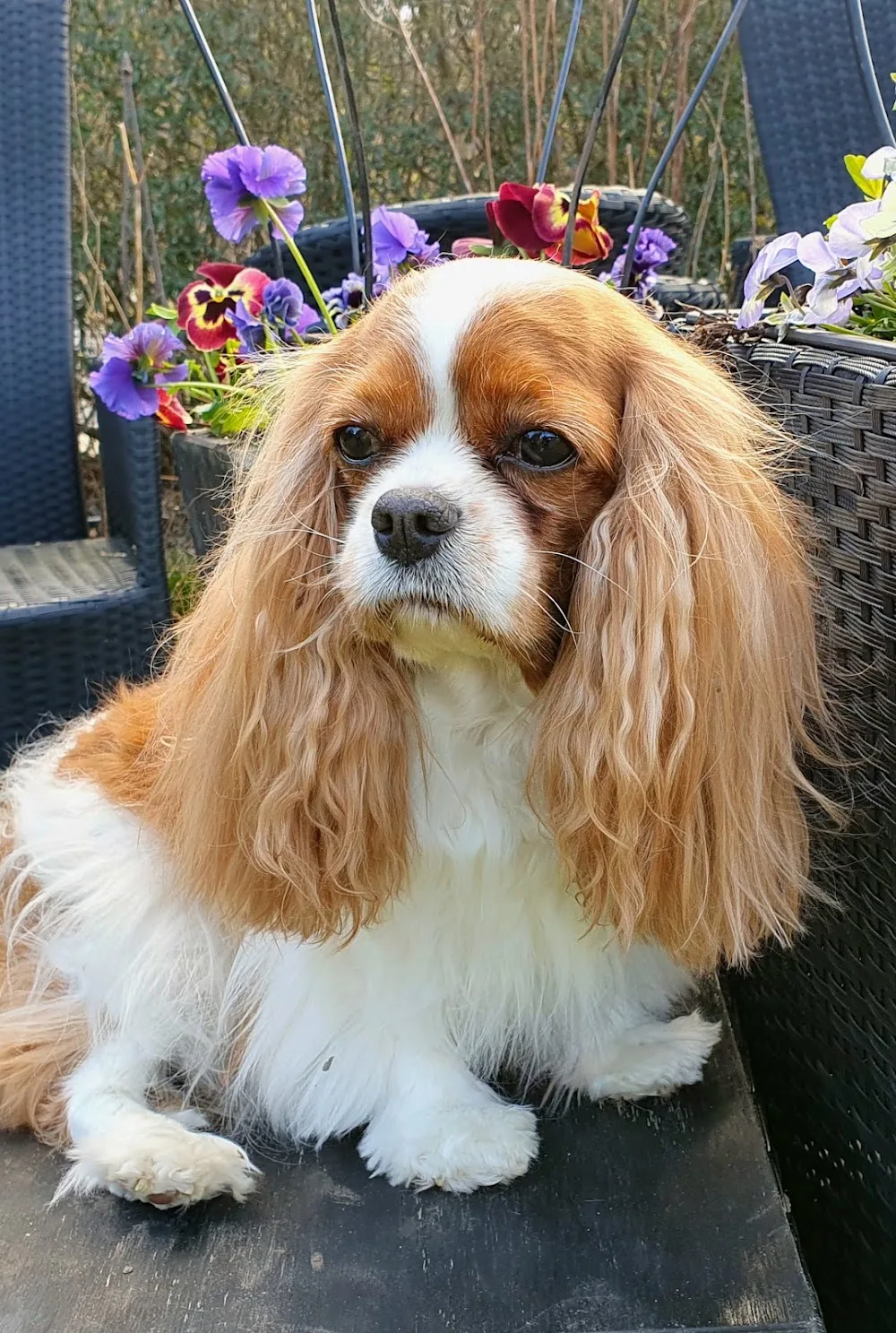 Mariannes Hundepension - North Denmark pet otel