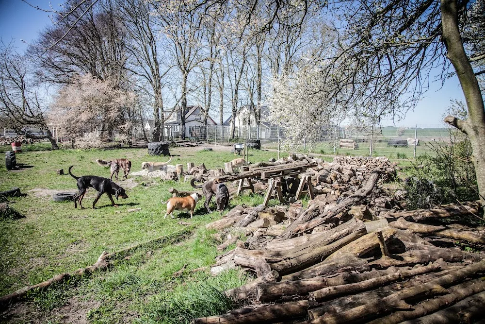 Solhøj Hundehotel - North Denmark pet otel görseli 2