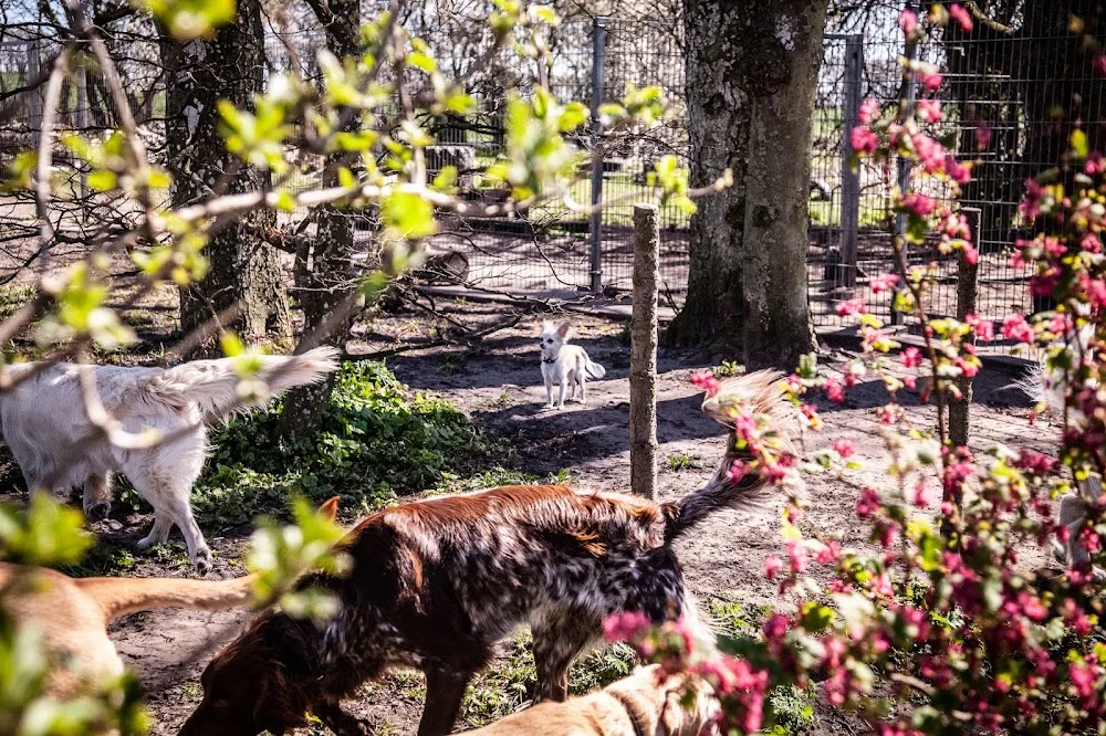 Solhøj Hundehotel - North Denmark pet otel görseli 3