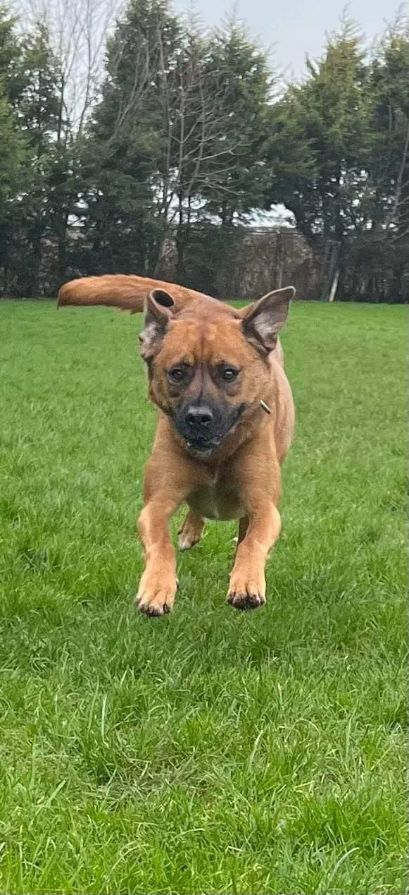 Abbey Boarding Kennels - North East Lincolnshire pet otel görseli 3