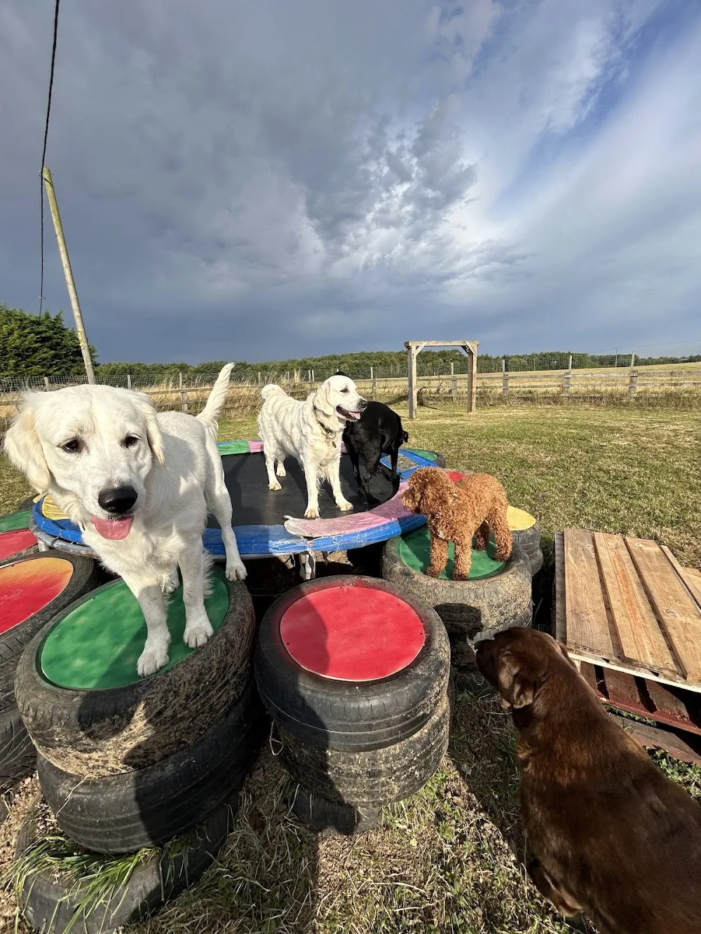 Bespoke Pet Services - North East Lincolnshire pet otel görseli 2