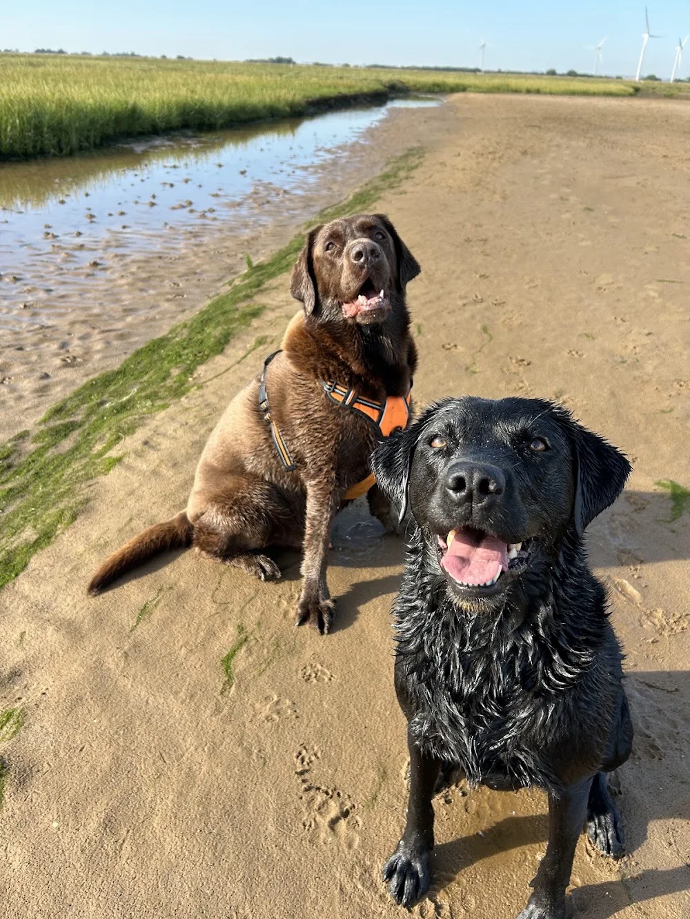 Bespoke Pet Services - North East Lincolnshire pet otel görseli 3