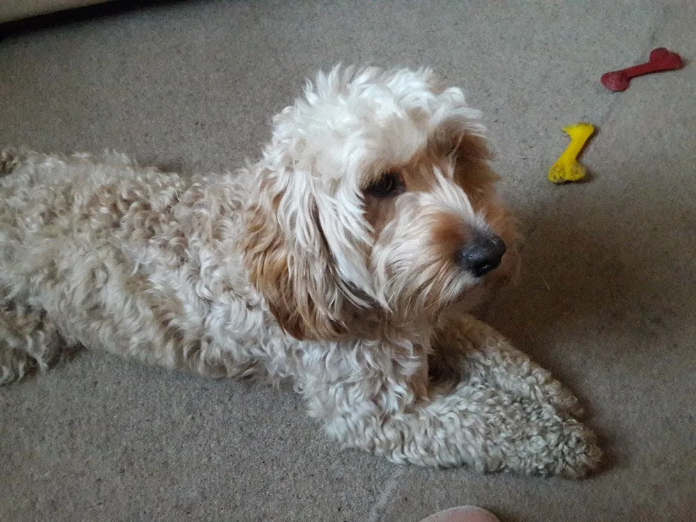 Brigg Kennels - North East Lincolnshire pet otel