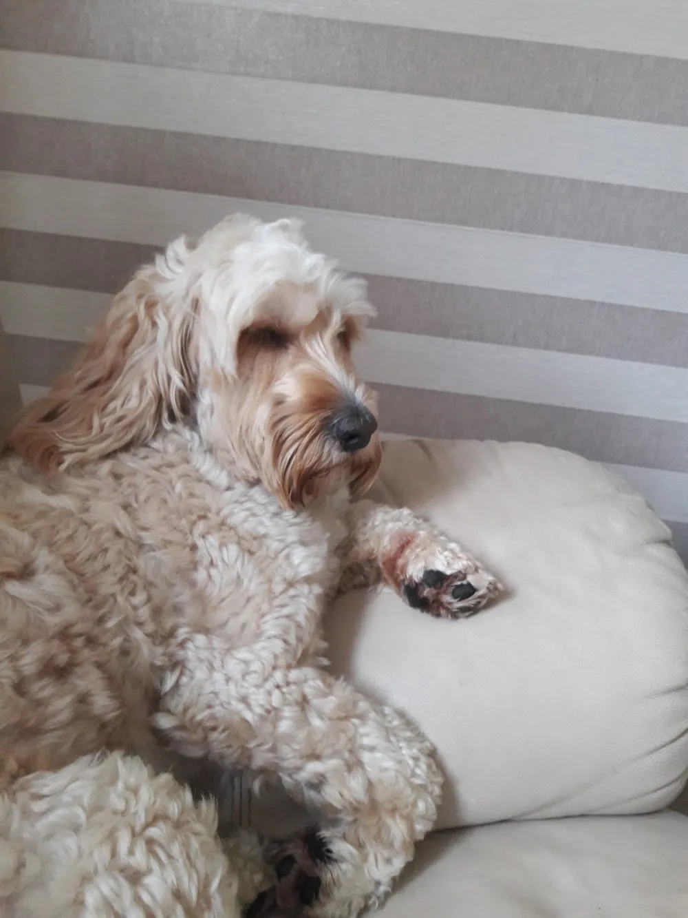 Brigg Kennels - North East Lincolnshire pet otel görseli 3