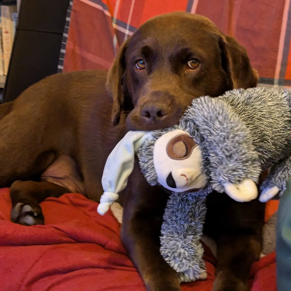 Brigg Kennels - North East Lincolnshire pet otel görseli 4