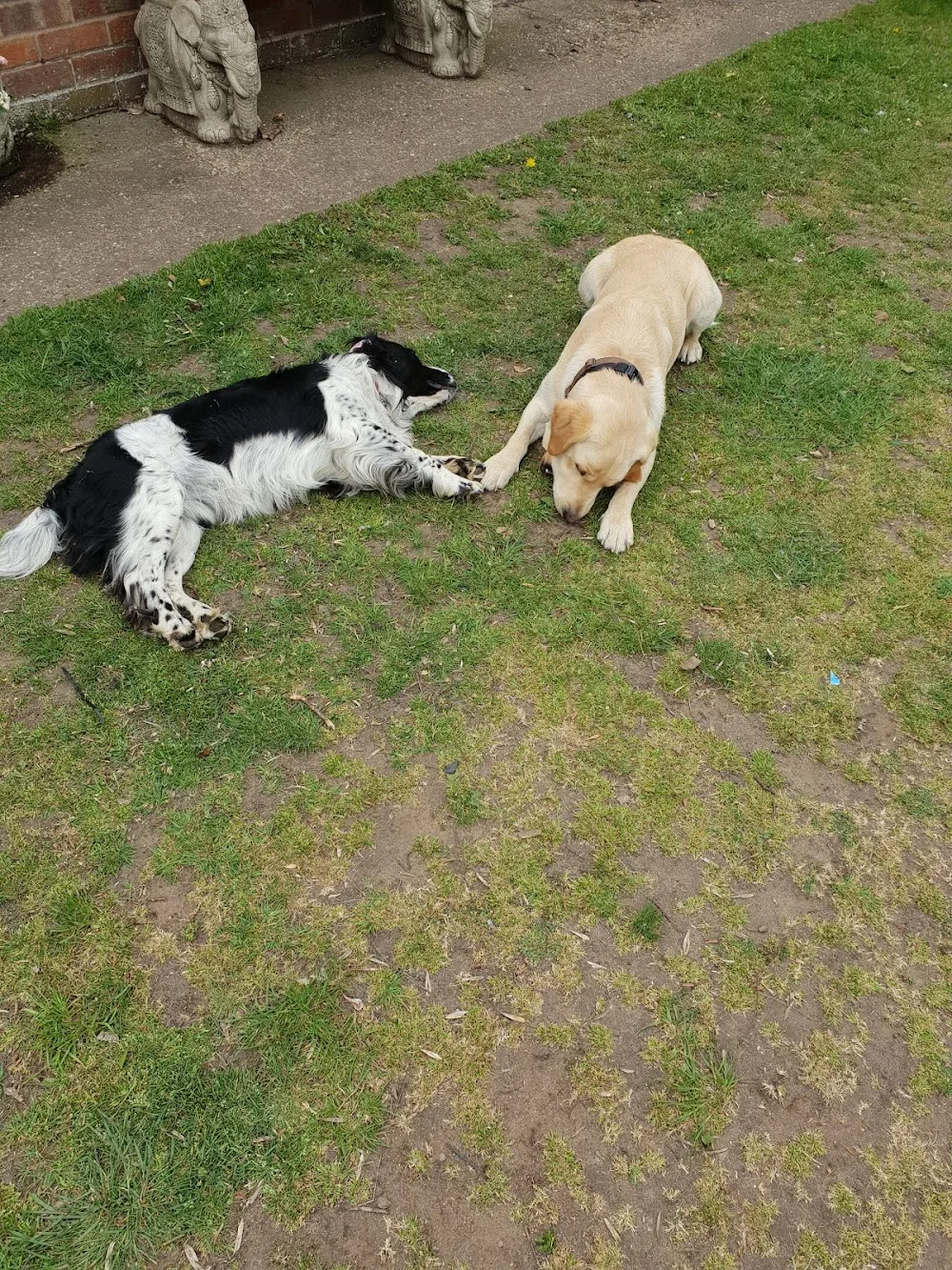 Corner Cottage Animal Boarding - North East Lincolnshire pet otel