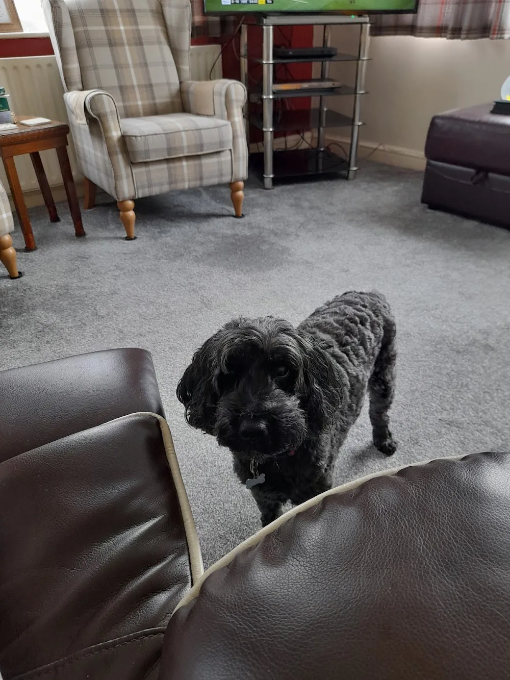 Corner Cottage Animal Boarding - North East Lincolnshire pet otel görseli 3