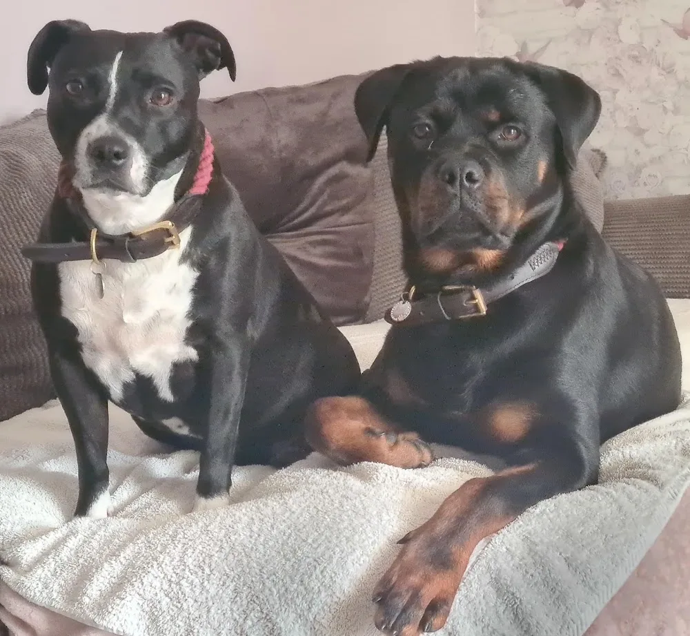 Creature Comforts Boarding Kennels - North East Lincolnshire pet otel görseli 3