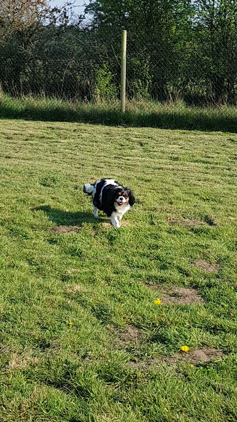 Crossroads Farm kennels - North East Lincolnshire pet otel görseli 4