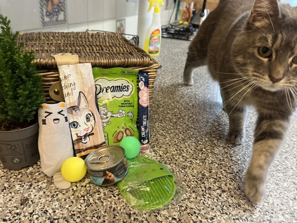 Java Boarding Cattery - North East Lincolnshire pet otel görseli 2